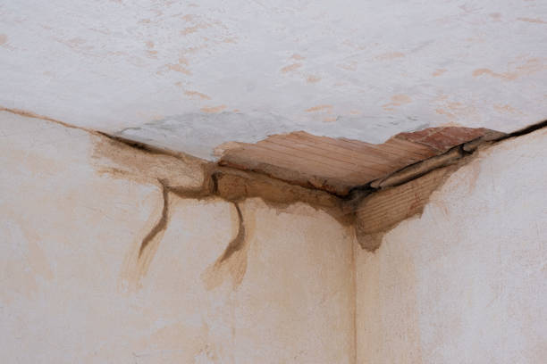 Best Professional water damage repair  in Meadowbrook, AL